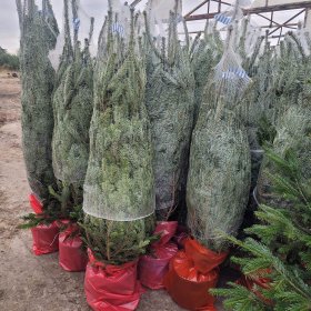 Jodła Kaukaska z Danii premium HURT i detal | Warszawa i Wyszków 24h