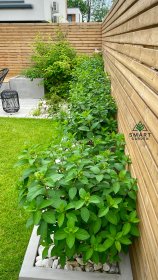 Zielona rabata , rośliny