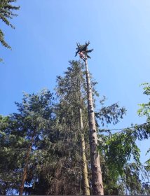 Wycinka drzew, Czyszczenie rynien, rozbiórka, i.t.d.☎️