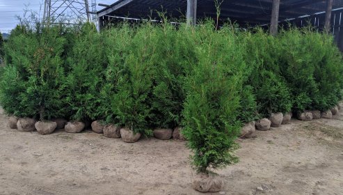 Tuja Brabant do 220cm