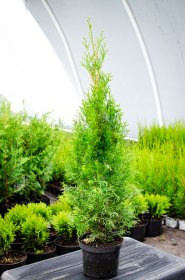 Tuja Szmaragd 2l