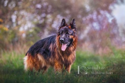 sesje kostiumowe, rekonstrukcyjne, larp, cosplay, portrety, fotografia zwierząt