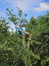 Wycinka drzew metodą tradycyjną, wycinka drzew trudnych