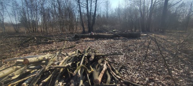 Wycinka drzew piła spalinową