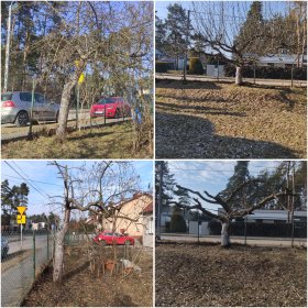 Przycinanie drzew, krzewów, żywopłotu i wiele innych