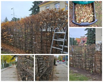 Wycinka drzew i krzewów o wysokości do 6 metrów