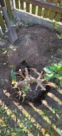 Nowe nasadzenia, przesadzanie roślin, krzewów i drzewek