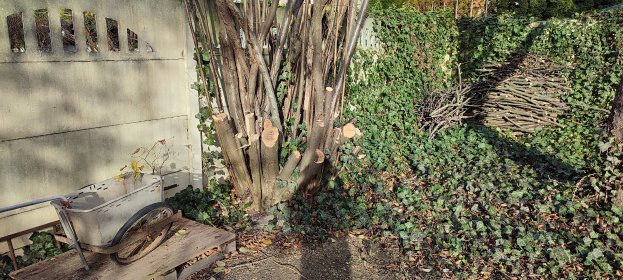 Wycinanie drzew i krzewów