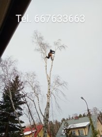 Wycinka alpinistyczna i tradycyjna drzew trudnych.