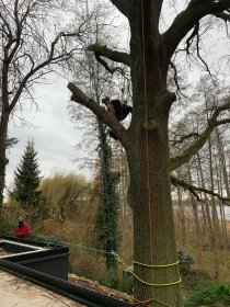 Usuwanie suchych gałęzi, cięcia korygujące, diagnostyka drzew