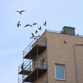 Ekspertyza ornitologiczna przed termomodernizacją, ociepleniem lub remontem budynku