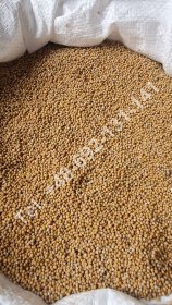 Gorczyca biała (Sinapis alba) - bez GMO, pestycydów, metali ciężkich, glutenu.