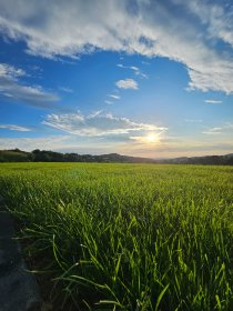 Zakładanie trawników