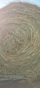 Siano kostka lub baloty