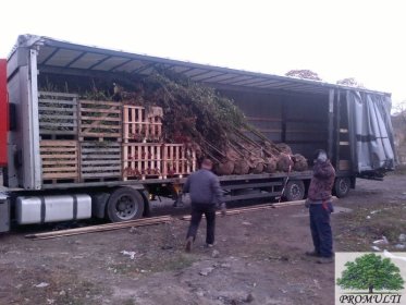 Sadzenie drzew i krzewów