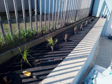 Wykonywanie nasadzeń