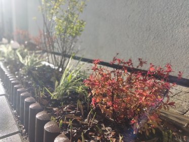 Dostawy, nasadzenia i przesadzenia roślin