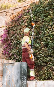 Przycinanie żywopłotów