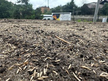 Zakładanie trawników – przygotowanie terenu i wysiew