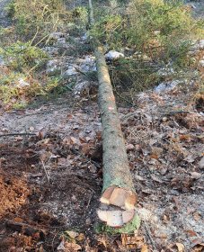 Wycinka drzewa z ziemi.