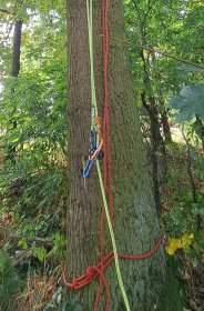 Wycinka drzewa z dostępem linowym.