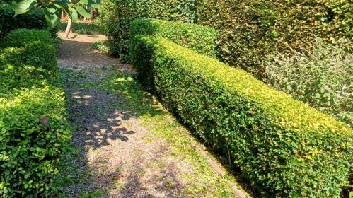 Cięcie żywopłotów (małe i średnie) za metr