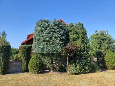 Pielęgnacje kwiatów drzew i krzewów