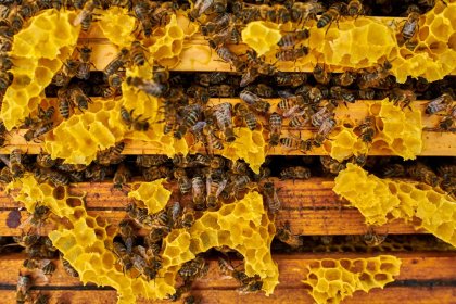 ULO Pasieki odkłady pszczele na ramce wielkopolskiej / odkład pszczeli