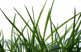 Utrzymanie i terenów zieleni