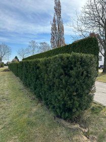 Formowanie zywoplotow , krzewów