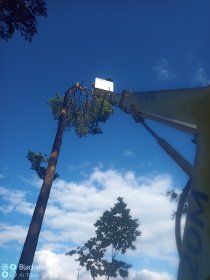 Wycinka drzew i krzewów