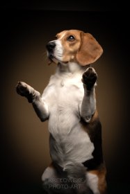 Sesje ze zwierzątkiem