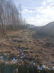 Wycinka drzew i krzewów