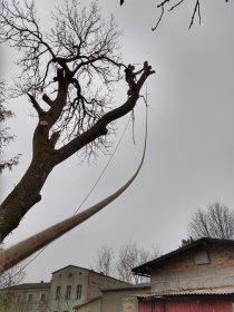 Wycinka drzew tradycyjnie i metodą linową