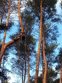 Wycinka drzew przycinks