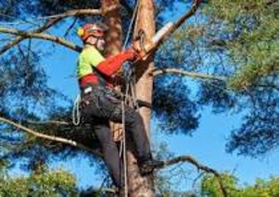 Wycinka drzew sekcyjna wycinka arborystyczna chirurgia drzew