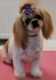 STRZYŻENIE PSÓW POZNAŃ