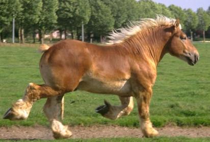 Ukraina. Ciezkie konie wlodzimierskie o duzej masie ciala w cenie zywca 3 zl/kg