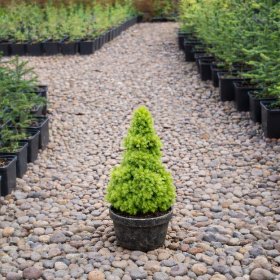 Sadzonki drzew i krzewów