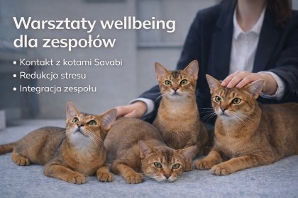 Warsztaty wellbeing i redukcji stresu dla firm