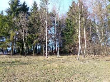 WYCINKA DRZEW ,NIWELACJA TERENU