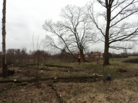Wycinanie, wycinka, ścinka drzew - Tuszyn, Rzgów - AGRON2003