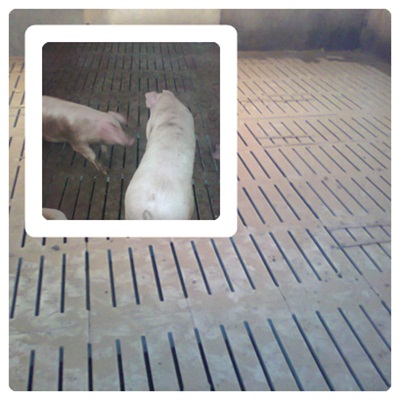 Widok z góry na fragment podłogi z rusztami w chlewni w Rodzonem, z widocznymi świniami w tle.