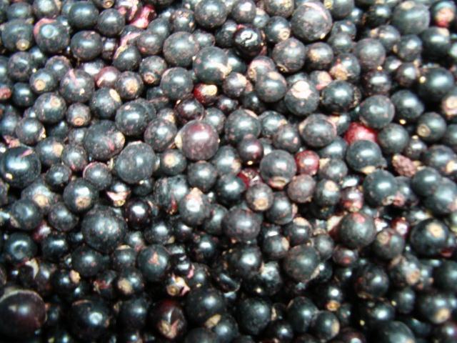 czarna porzeczka mrożona