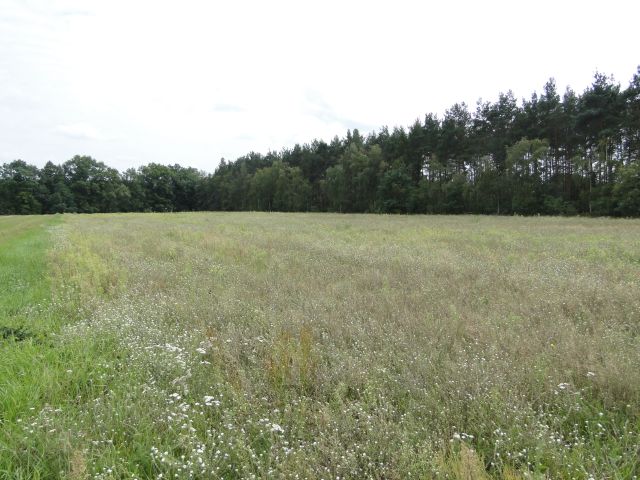 Rozległa, lekko pofałdowana działka z wysoką trawą i polnymi kwiatami, granicząca z gęstym lasem mieszanym pod pochmurnym niebem.