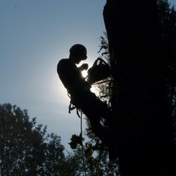 Quercus chirurgia drzew - Profesjonalne Projektowanie Trawników Puławy