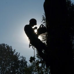 Quercus chirurgia drzew - Wyjątkowe Projektowanie Ogrodów Puławy
