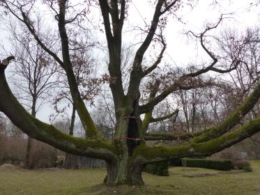 Quercus chirurgia drzew - Ogrodnik Nałęczów