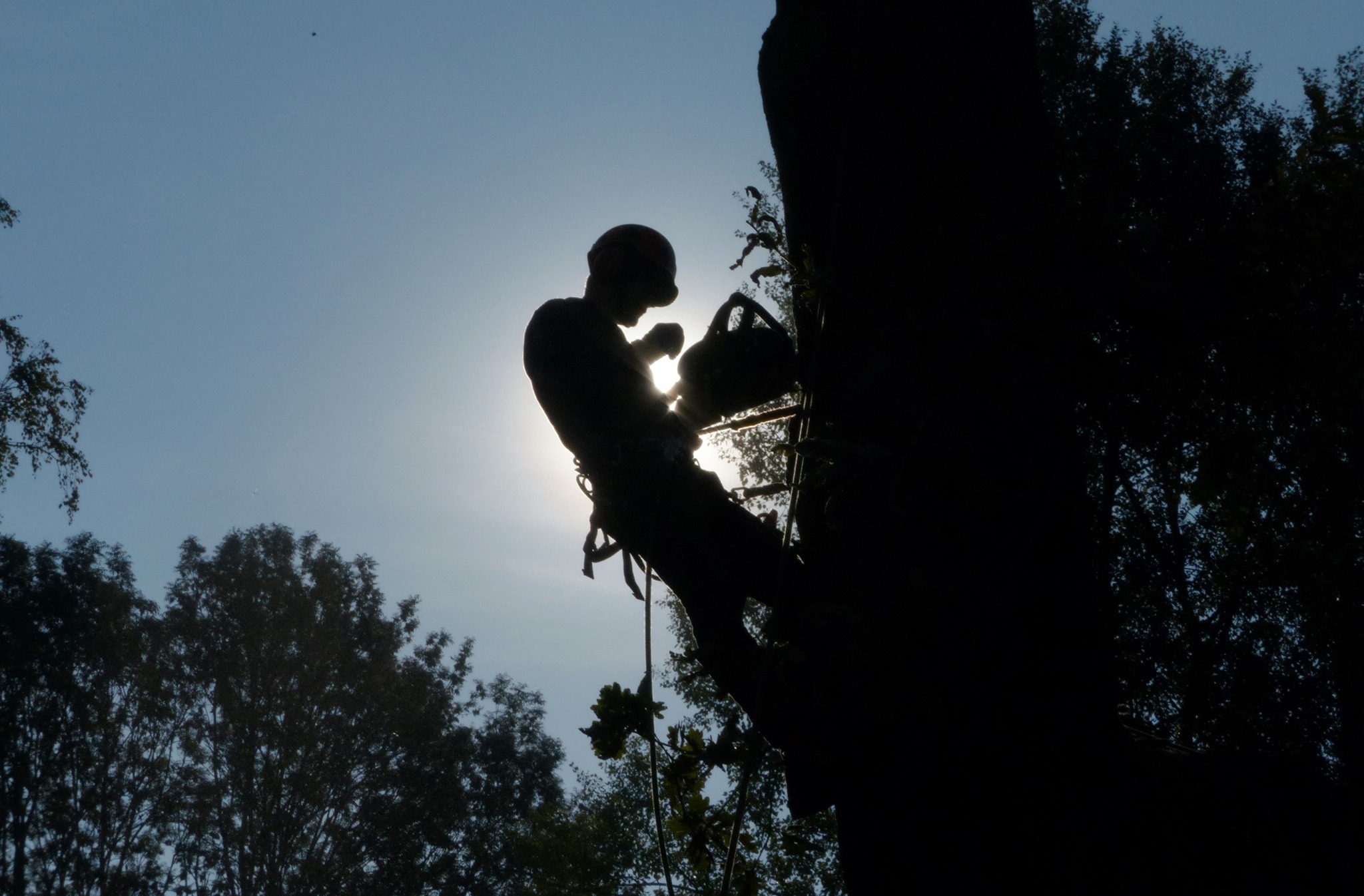 Sylwetka arborysty w kasku, zabezpieczonego linami, podczas pracy na drzewie z piłą łańcuchową, na tle jasnego nieba.