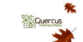 Logo firmy Quercus Chirurgia Drzew, przedstawiające zielony liść dębu obok nazwy firmy oraz dwa opadające, brązowe liście dębu w tle, na białym tle.